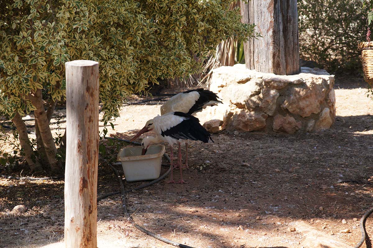 Цапли пьют, Cyprus Paphos zoo, Кипрский зоопарк, Пафос
