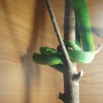 Зеленая змея на ветке
