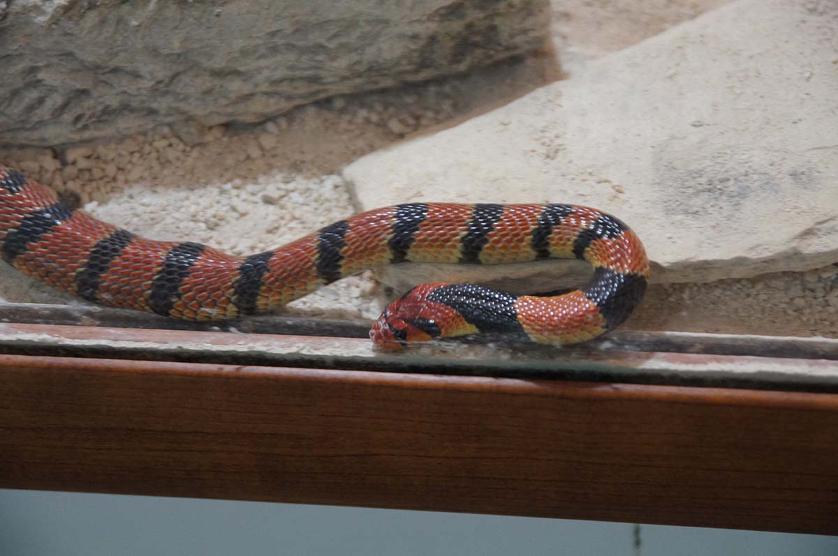 Красно-черная змея, Cyprus Paphos zoo, Кипрский зоопарк, Пафос