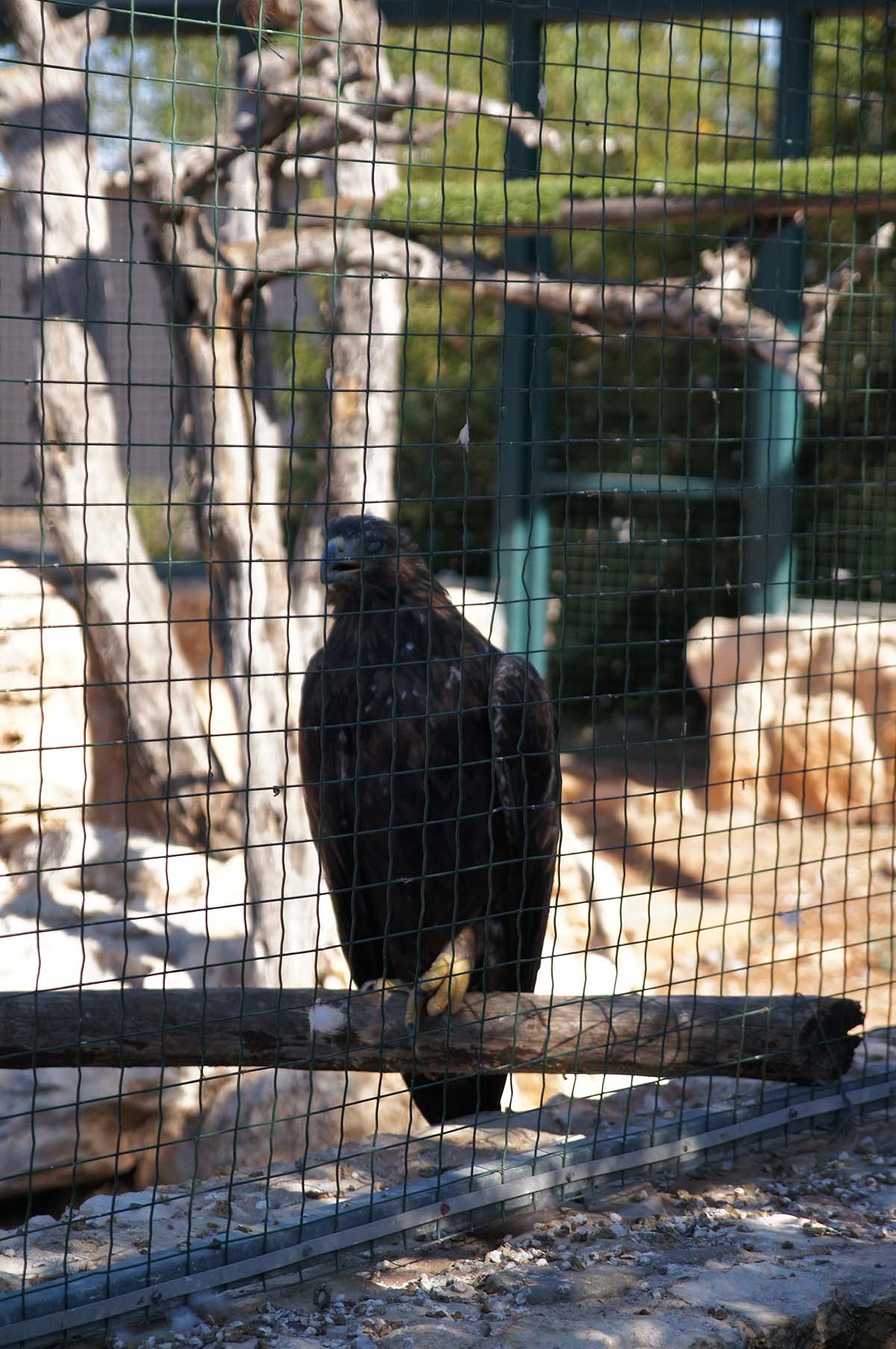 Орел на Кипре, Cyprus Paphos zoo, Кипрский зоопарк, Пафос