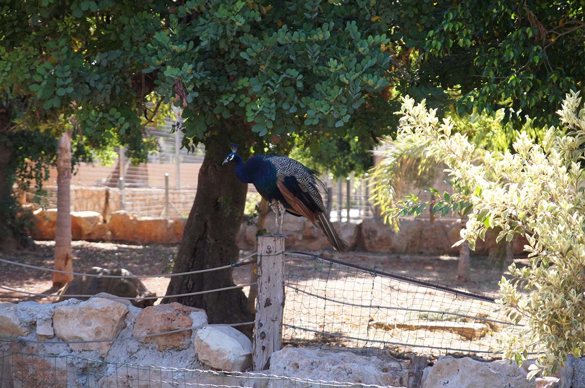 Павлин, Cyprus Paphos zoo, Кипрский зоопарк, Пафос